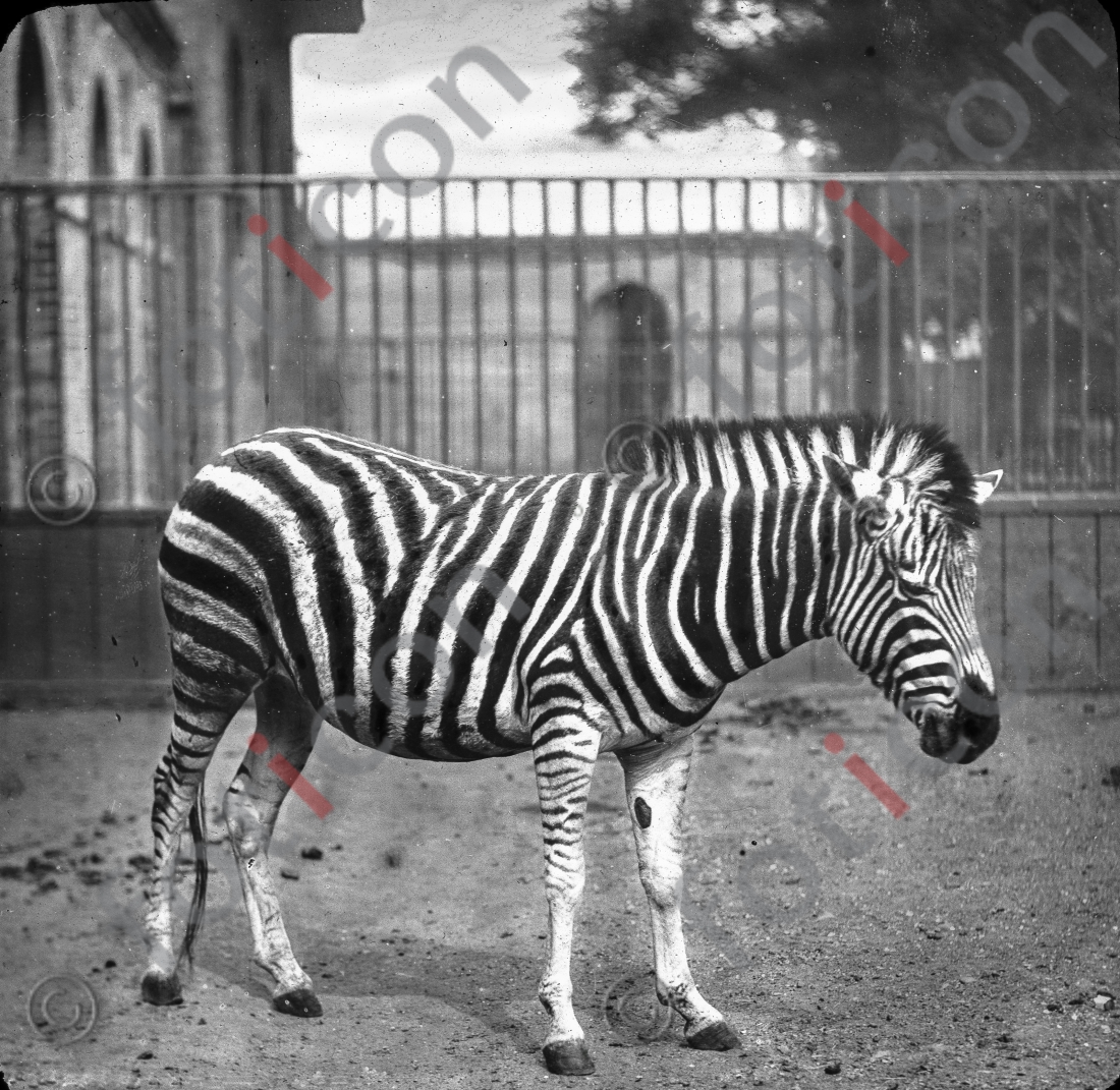 Zebra | Zebra - Foto foticon-simon-167-030-sw.jpg | foticon.de - Bilddatenbank für Motive aus Geschichte und Kultur